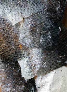 Dry fish skin
