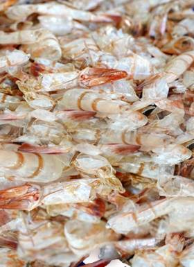 Dry shrimp shells