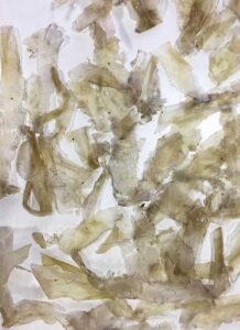 Collagen peptide is extracted from dry fish scales.